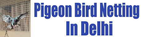 piegeonbirdnettingindelhi